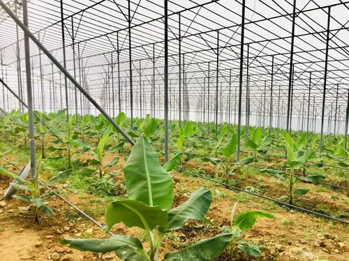 Çiçekçilik ve Sera